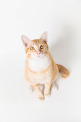 Orange little Cat on white background