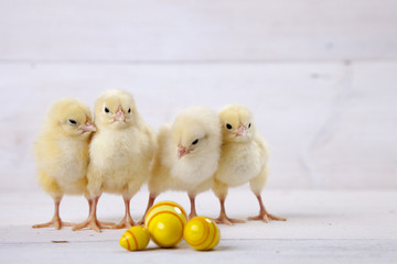 Easter chicken, eggs and decoration on white background