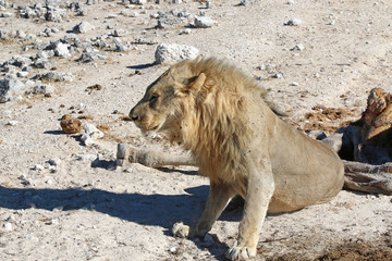 Löwe mit Beute im Etosha Nationalpark. Namibia 