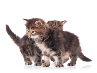 Fluffy siberian kittens