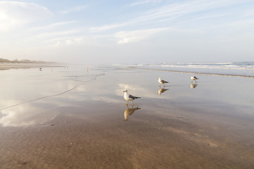 St. Augustine Beach with seagulls