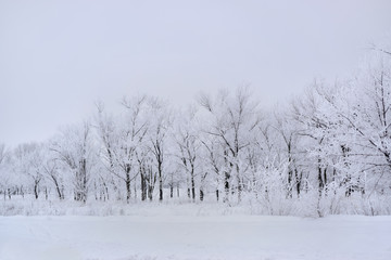 Frosty trees
