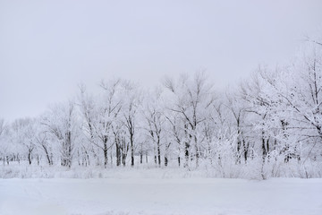 Frosty trees
