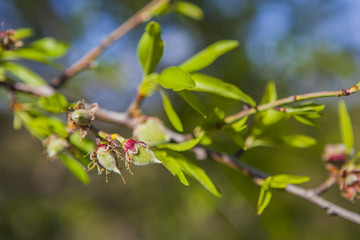 Almendra