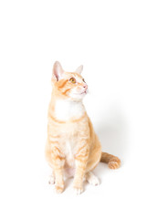Orange little Cat on white background