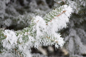 Frosty pine
