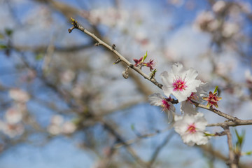 Flor de Almendro