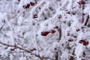 Hoarfrost on mountain ash branches
