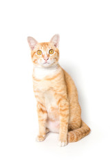 Orange little Cat on white background