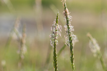 erbe di campo