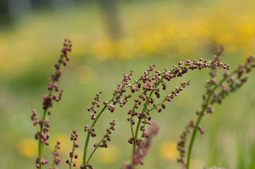 erbe di campo