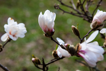 White flowers of the magnolia tree in early spring