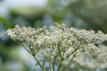 Sambuco fiori,Sambucus Nigra