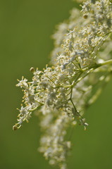 sambuco fiori,Sambucus Nigra