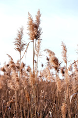 Fototapeta premium Dry reed. Abstract natural background.