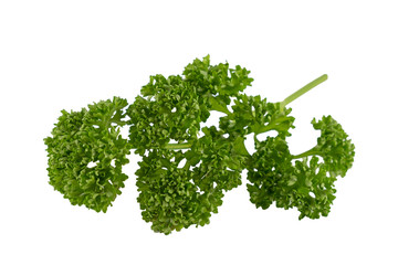 Isolated  organic parsley  - 102293648