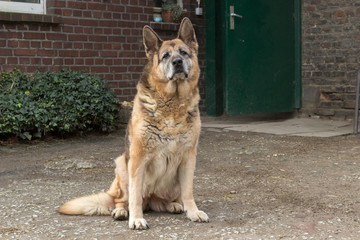 alter Deutscher Schäferhund sitzt vor seiner Haustür