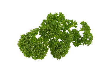 Isolated  organic parsley  - 102293816