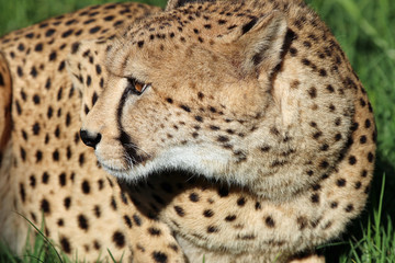 Gepard (acinonyx jubatus). Südafrika
