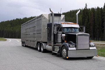 Schweinetransporter in Kanada