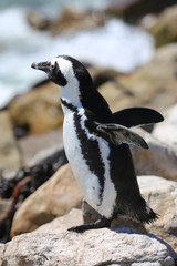 Jackass Penguin. Boulder Beach. South Africa 