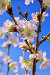 桜の花びらと青空