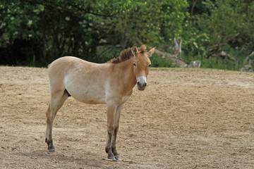 Fototapeta premium Przewalski-Fohlen
