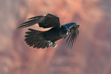 Raven in flight