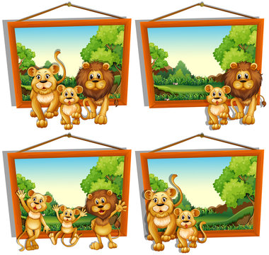 Four photo frames of lion family