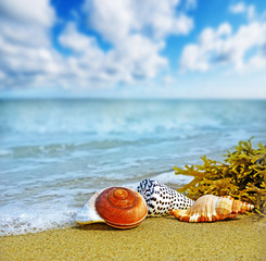 shells on a beach