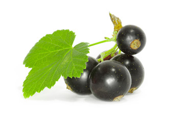 Black currant on the white background