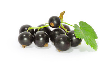 Black currant on the white background
