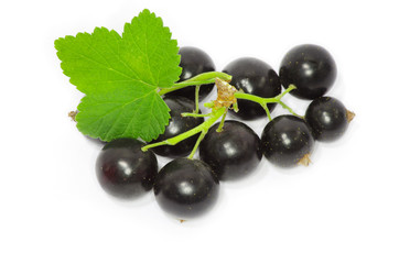 Black currant on the white background