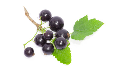 Black currant on the white background