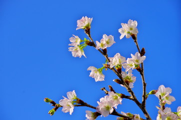 桜の花びらと青空