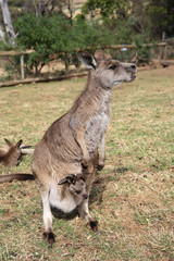 Naklejka na ściany i meble Eastern Gray Kangaroo