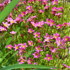 Blooming spring Moss