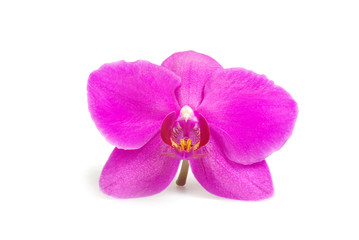  orchid flower, isolated