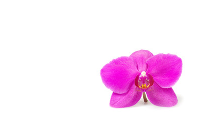Fototapeta na wymiar orchid flower, isolated