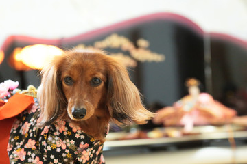 ダックスフンドとおひなさま