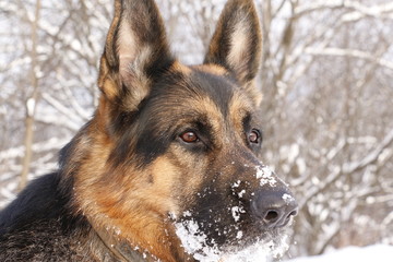 Собака немецкая овчарка со снежной мордой зимним днем
