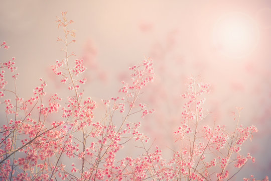 Vintage fillter of Sakura cherry blossom