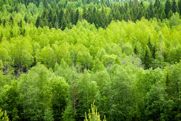 Dense mixed forest  background