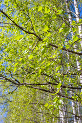 Fresh foliage of birch  tree at spring