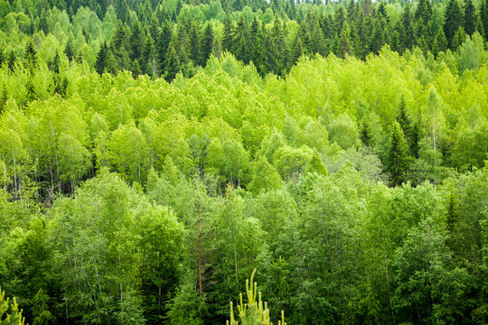 Fototapeta Dense mixed forest  background