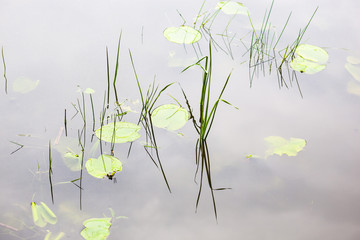 Fototapeta na wymiar Water surface with lily pads