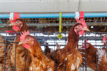 indoor chicken farm in Thailand