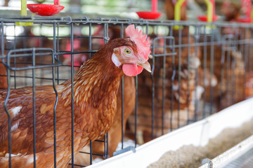 indoor chicken farm in Thailand 