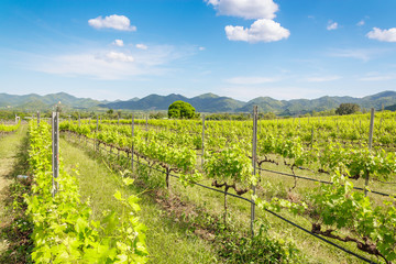 Fototapeta na wymiar vineyard in Huahin , Thauland 