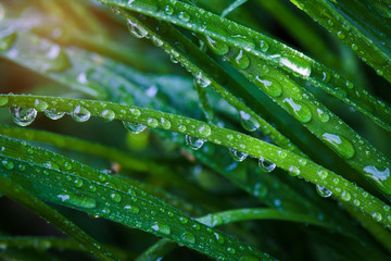 water drops close-up on the green grass